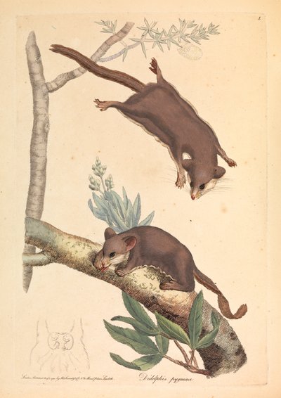 Opossum Pigmeo, Didelphis pygmaeus da James Sowerby